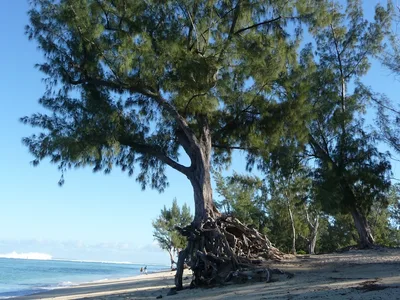 Hermitage Beach, Saint-Paul, Réunion, France — 3