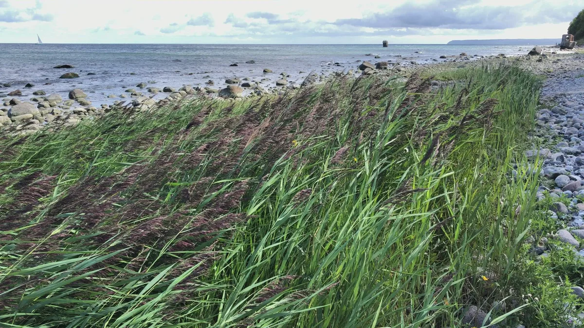 Kap Arkona Beach, Putgarten, Baltic Sea, Germany — 4