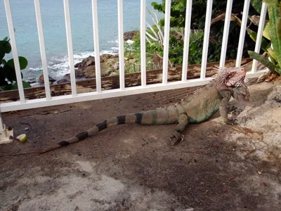 Morningstar Beach, Frenchman's Bay, Virgin Islands, United States Virgin Islands — 3