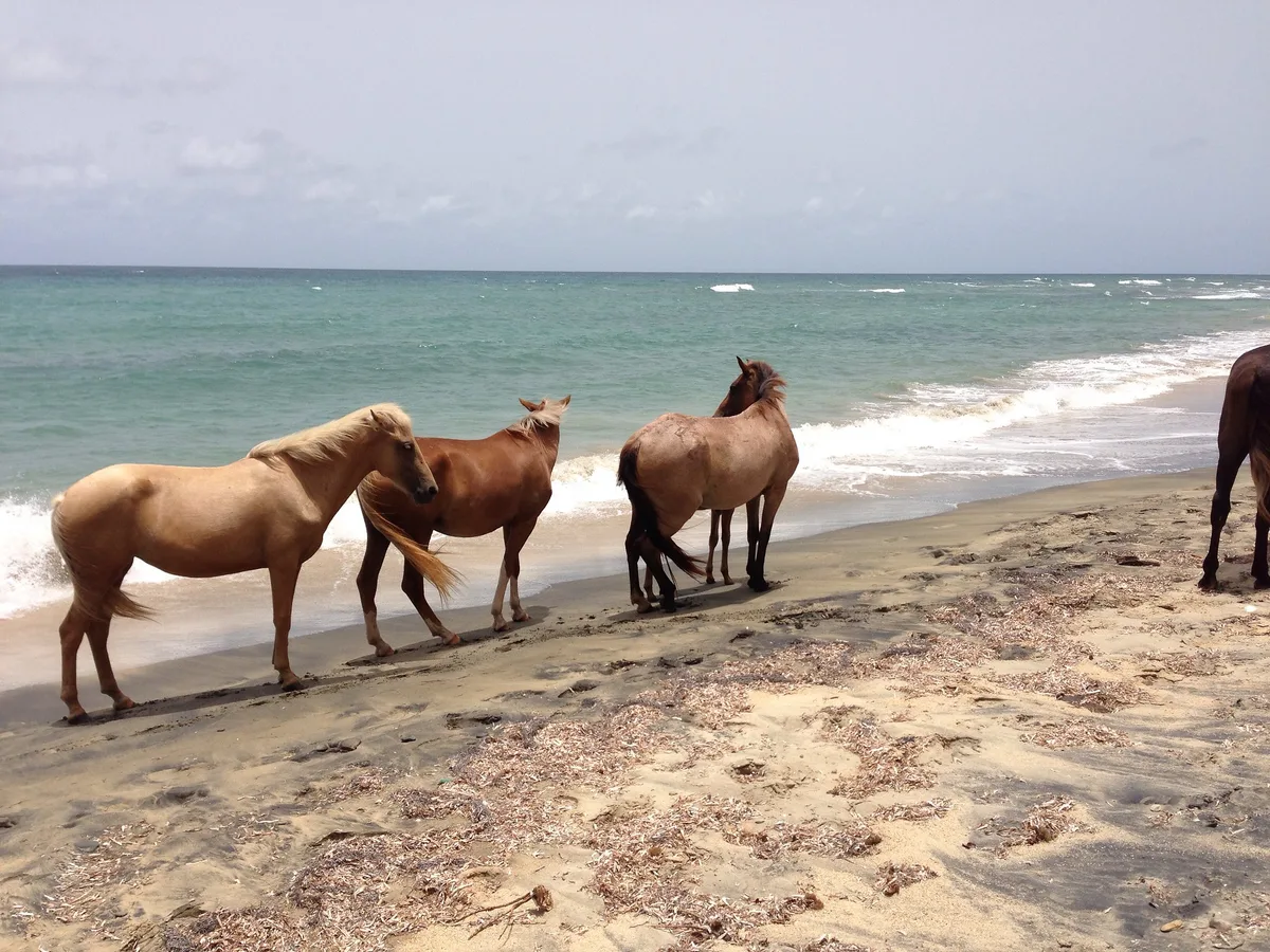 Plage de Negra, Isabel Segunda, Greater Antilles, Puerto Rico — 2