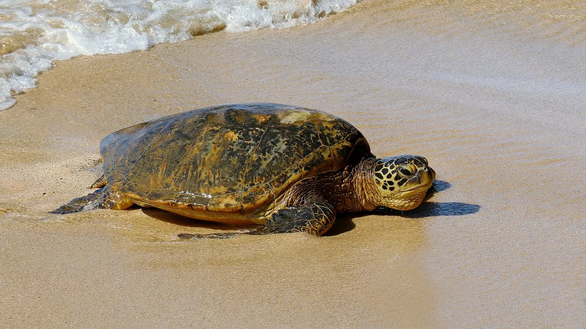 Playa de Laniakea, Haleiwa, Hawaii, Estados Unidos