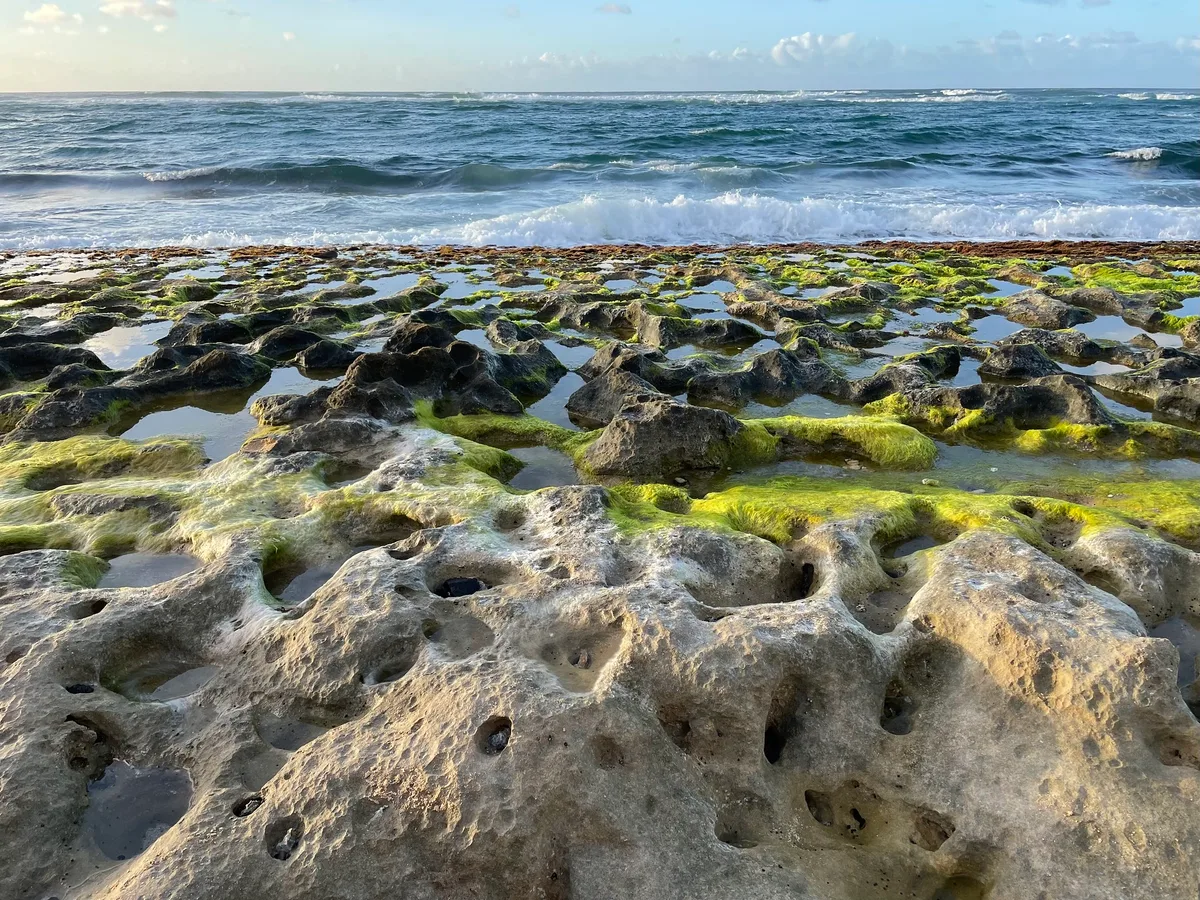 Playa de Laniakea, Haleiwa, Hawaii, Estados Unidos — 6