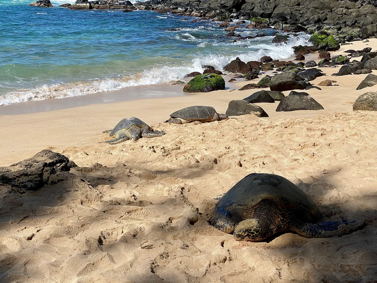 Playa de Laniakea, Haleiwa, Hawaii, Estados Unidos — 2