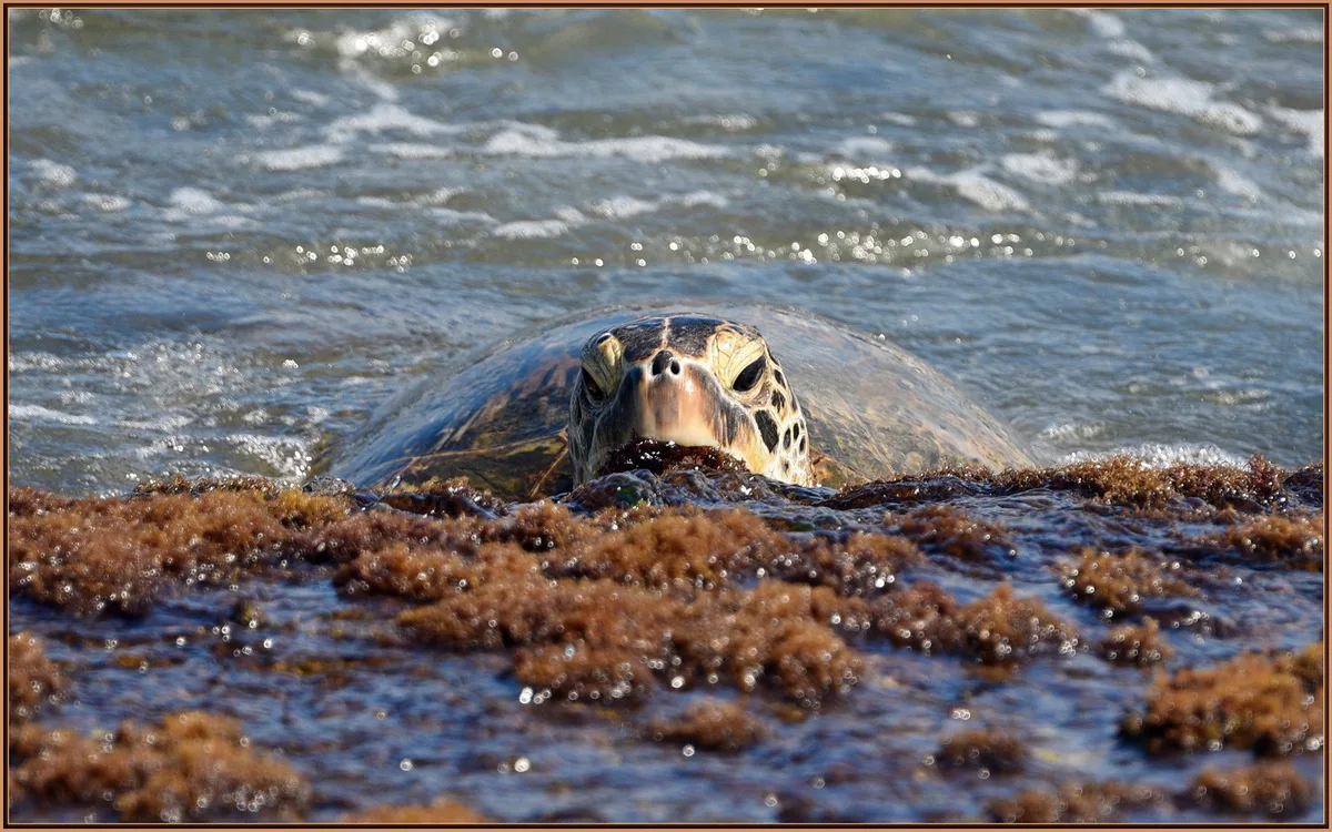 Playa de Laniakea, Haleiwa, Hawaii, Estados Unidos — 5