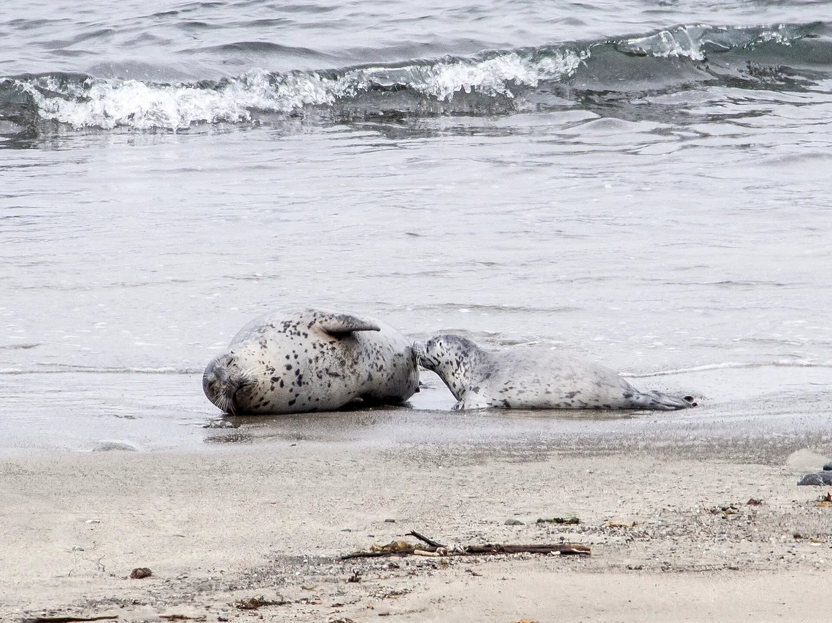 Praia de MacKerricher State Park, Fort Bragg, California Coast, Estados Unidos — 6