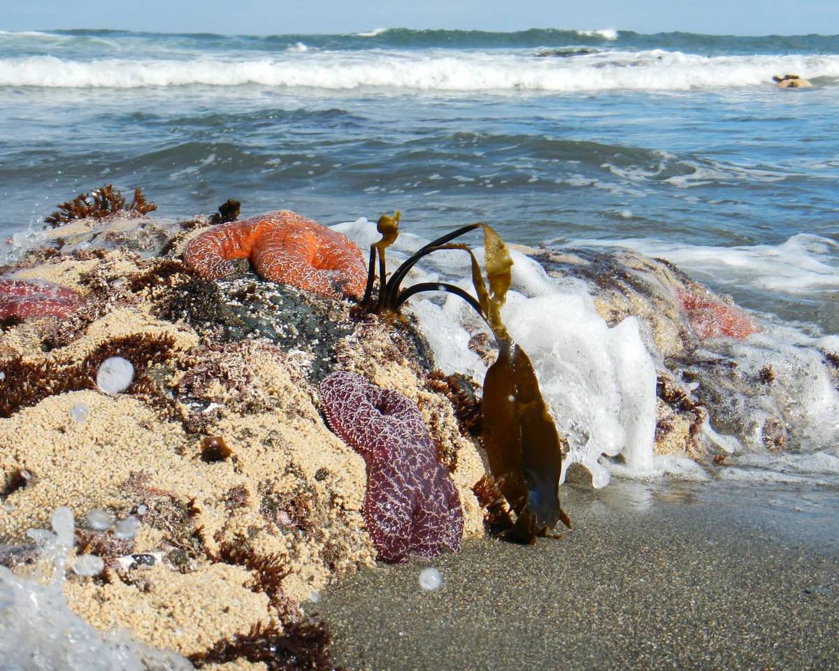 Praia de MacKerricher State Park, Fort Bragg, California Coast, Estados Unidos — 4