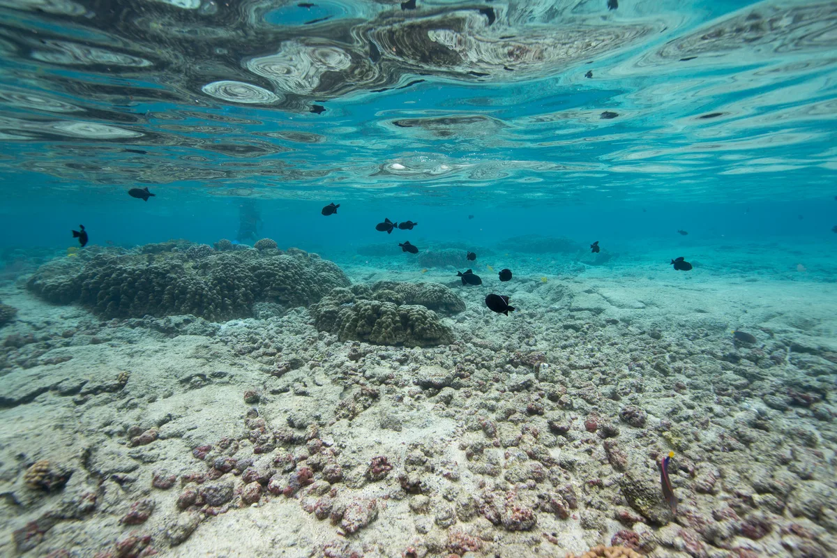 Kahalu'u Beach Park, Kailua-Kona, Hawaii, États-Unis — 5
