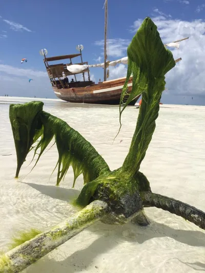 Paje Beach, Paje, East African Coast, Tanzania — 5