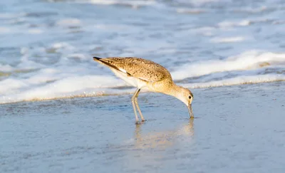 Coquina Beach