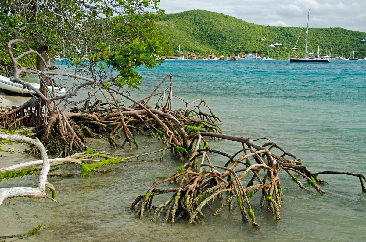 Prickly Pear Island Beach, North Sound, Virgin Islands, British Virgin Islands