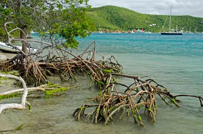 Prickly Pear Island Beach