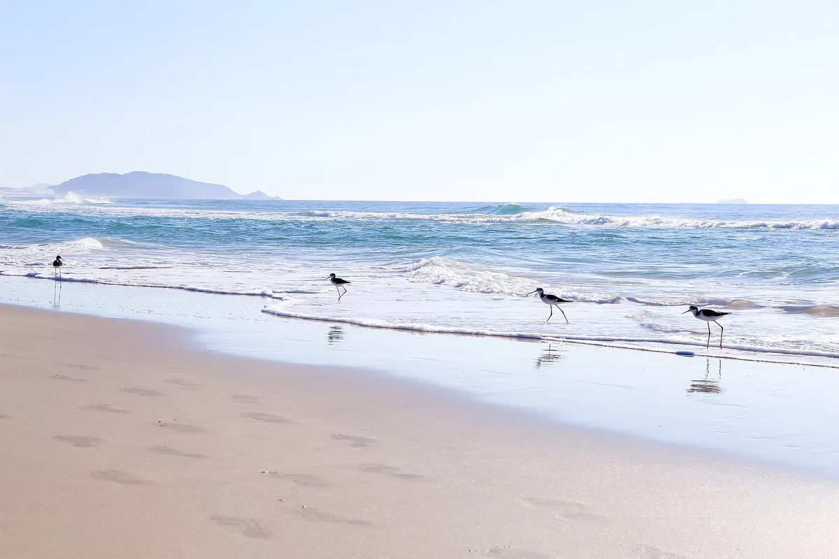 Plage de Campeche, Florianópolis, Brazilian Atlantic, Brésil — 5