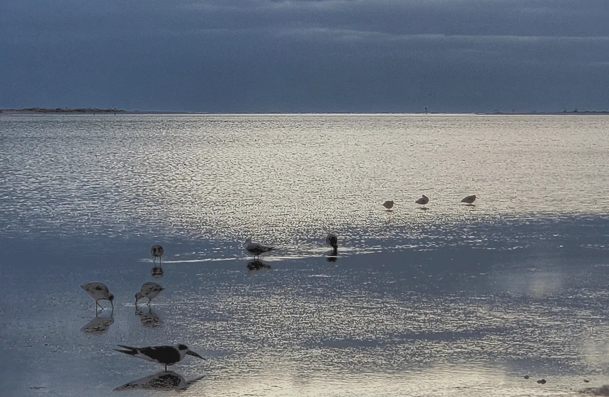 Plage de Dunedin Causeway, Dunedin, Florida, États-Unis — 5