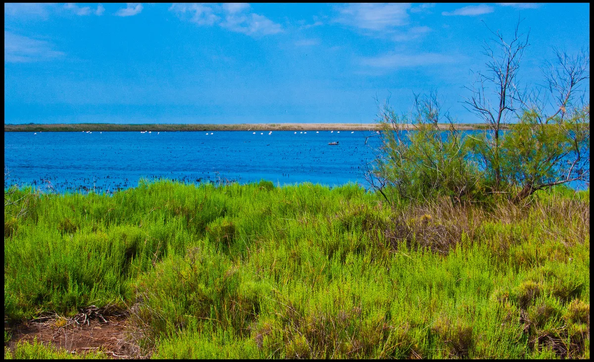 Capelière Beach, Arles, French Mediterranean, France