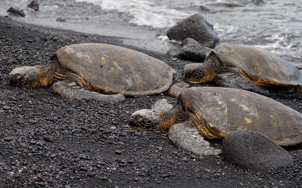 Playa de Punalu'u Black Sand, Ka'u, Hawaii, Estados Unidos — 2