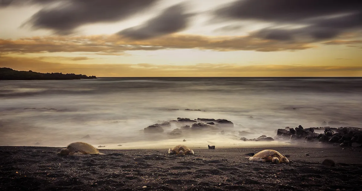 Playa de Punalu'u Black Sand, Ka'u, Hawaii, Estados Unidos