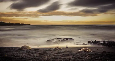 Plage de Punalu'u Black Sand