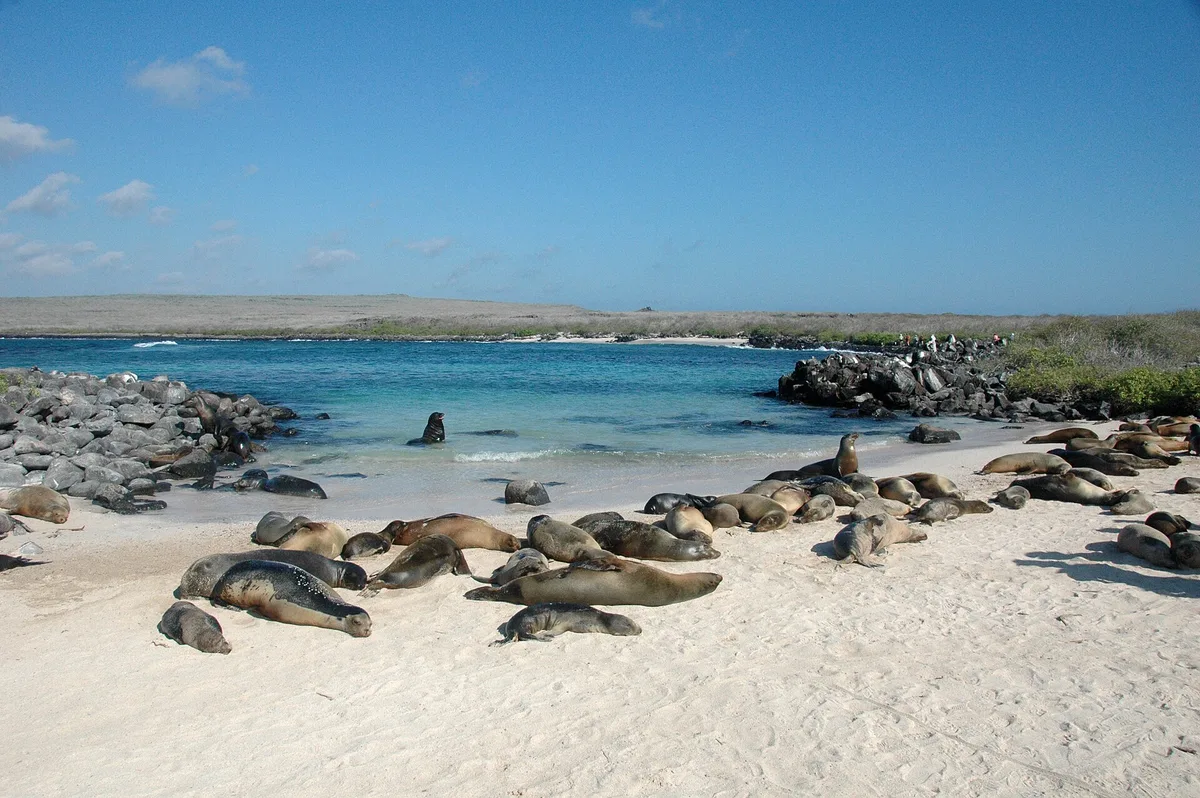 Plage de Punta Suárez, Española, Galápagos, Équateur — 3