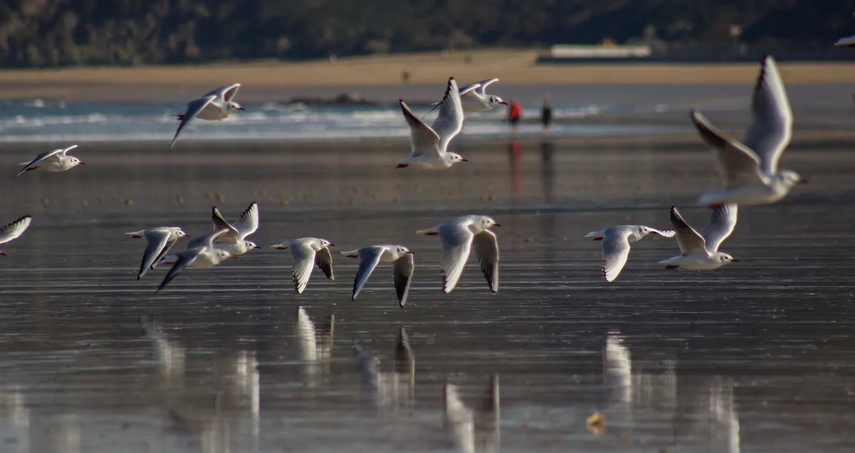 Hendaye-Strand, Hendaye, Nouvelle-Aquitaine, Frankreich — 3