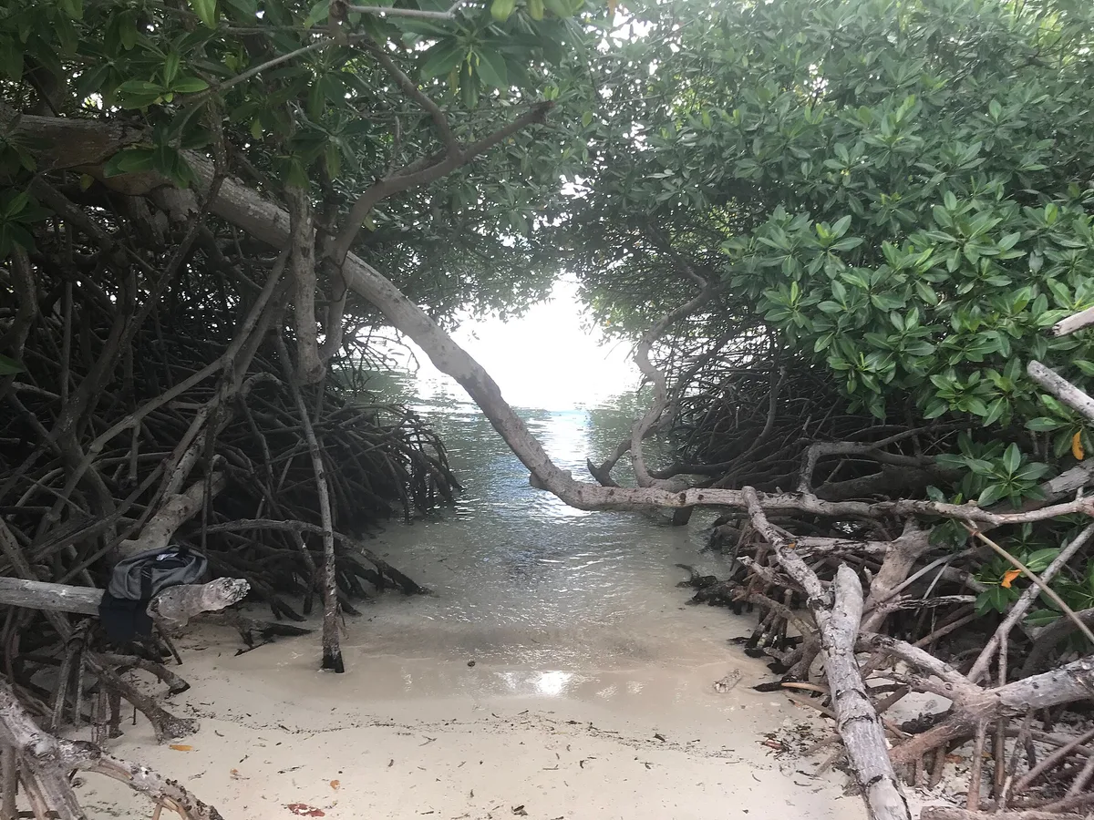 Mangel Halto-Strand, Savaneta, Lesser Antilles, Aruba — 2
