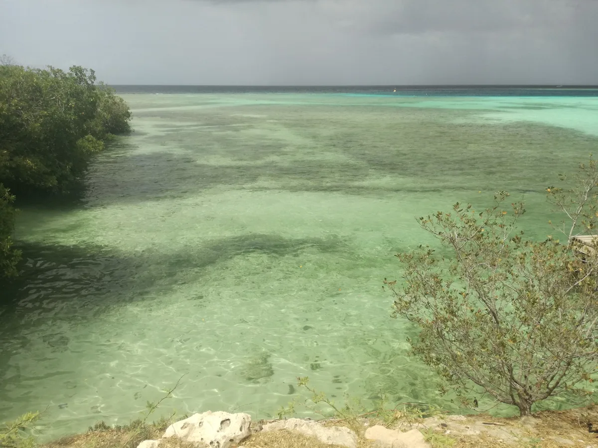 Mangel Halto-Strand, Savaneta, Lesser Antilles, Aruba