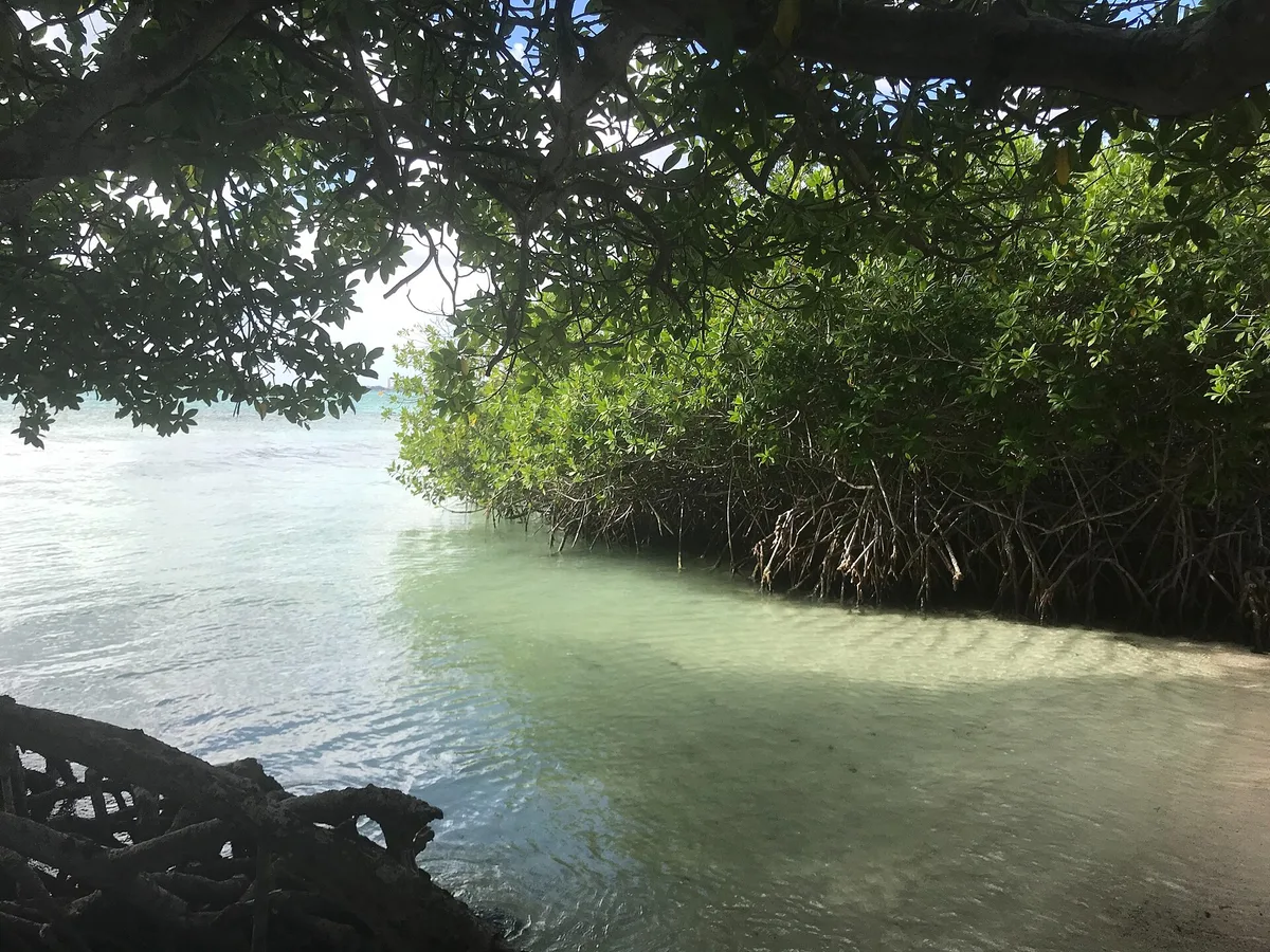 Mangel Halto-Strand, Savaneta, Lesser Antilles, Aruba — 3