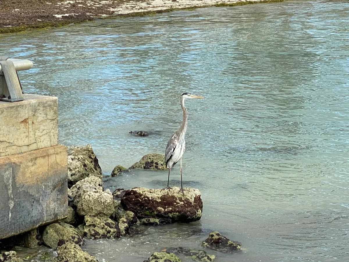 Plage de Clarence Ave, Key West, Florida Keys, États-Unis — 4