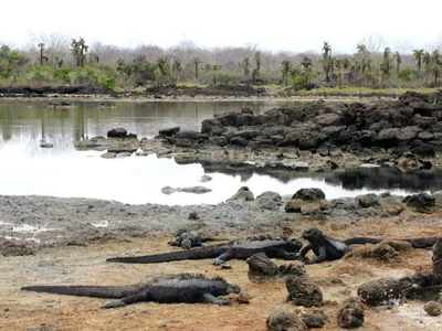 Plage de la Tortuga Negra