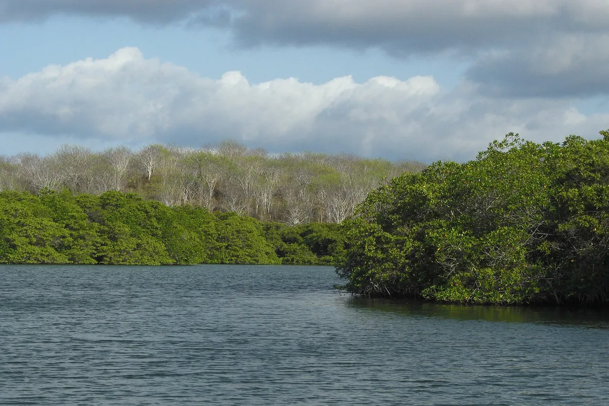 Plage de la Tortuga Negra, Santa Cruz (north coast), Galápagos, Équateur — 5