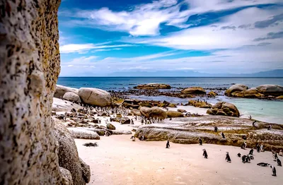 Boulders Beach, City of Cape Town, Western Cape, Afrique du Sud — 5