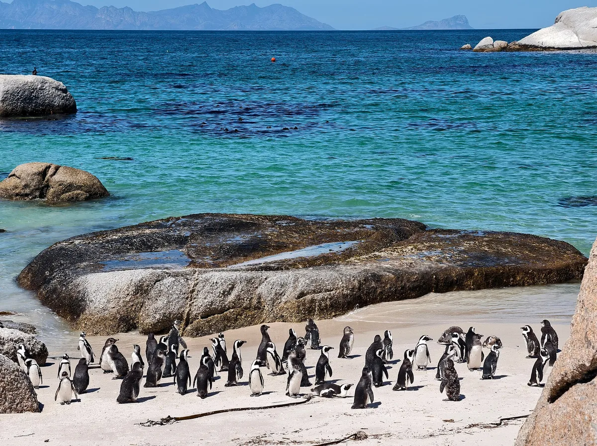 Boulders Beach, City of Cape Town, Western Cape, Afrique du Sud — 4
