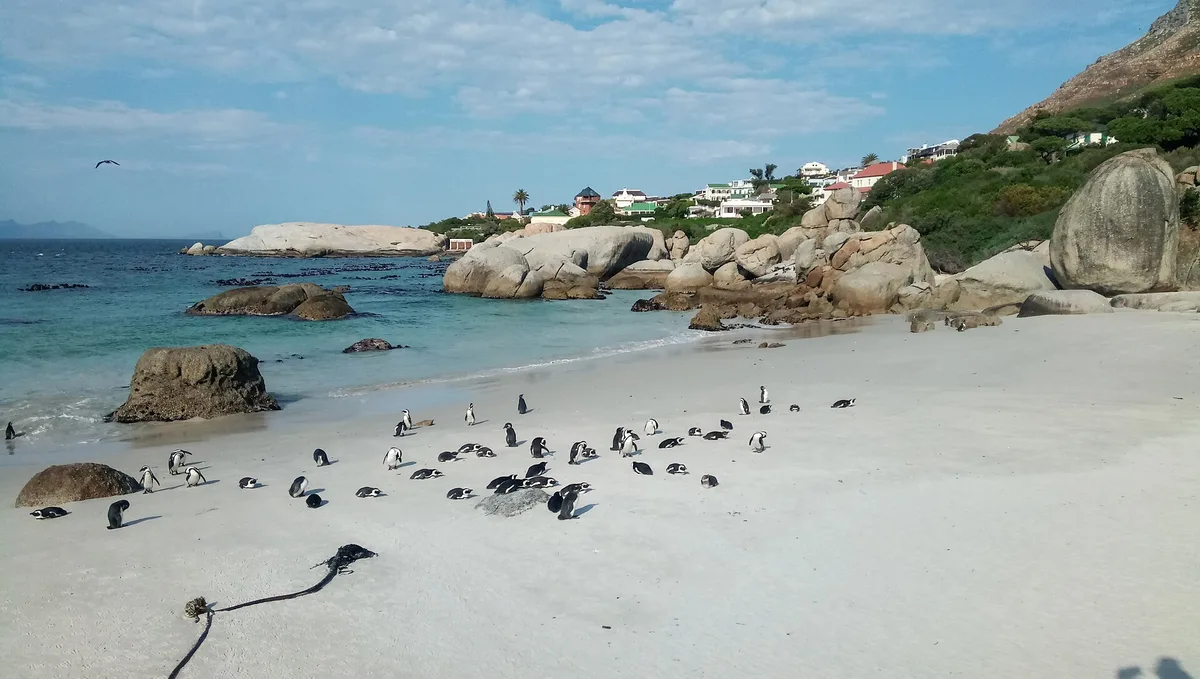 Boulders Beach, City of Cape Town, Western Cape, Afrique du Sud — 2