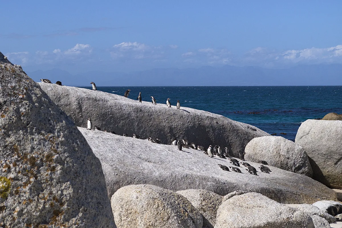 Boulders Beach, City of Cape Town, Western Cape, Afrique du Sud — 3