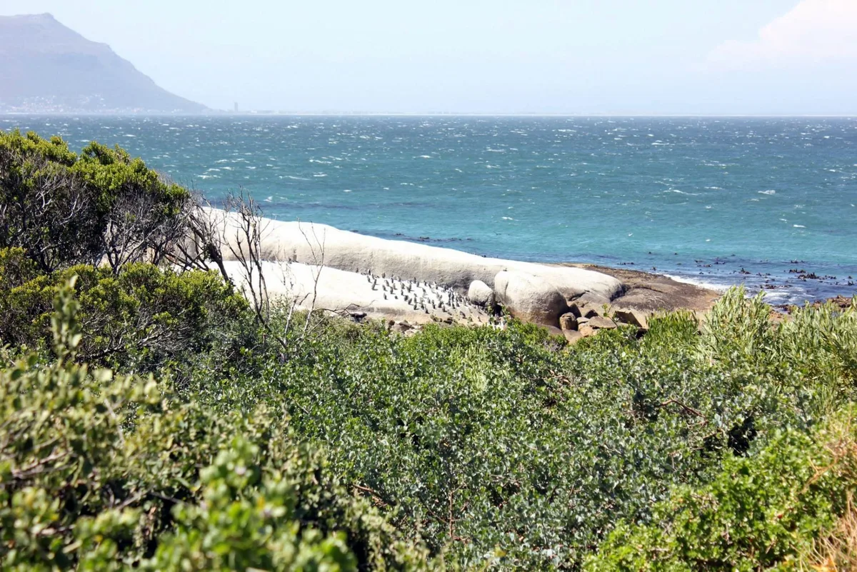 Boulders Beach, City of Cape Town, Western Cape, Afrique du Sud — 6