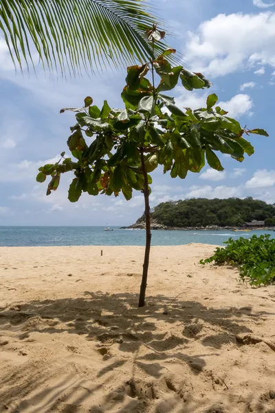 Puerto Angelito Beach, Puerto Escondido, Mexican Pacific, Mexico — 2
