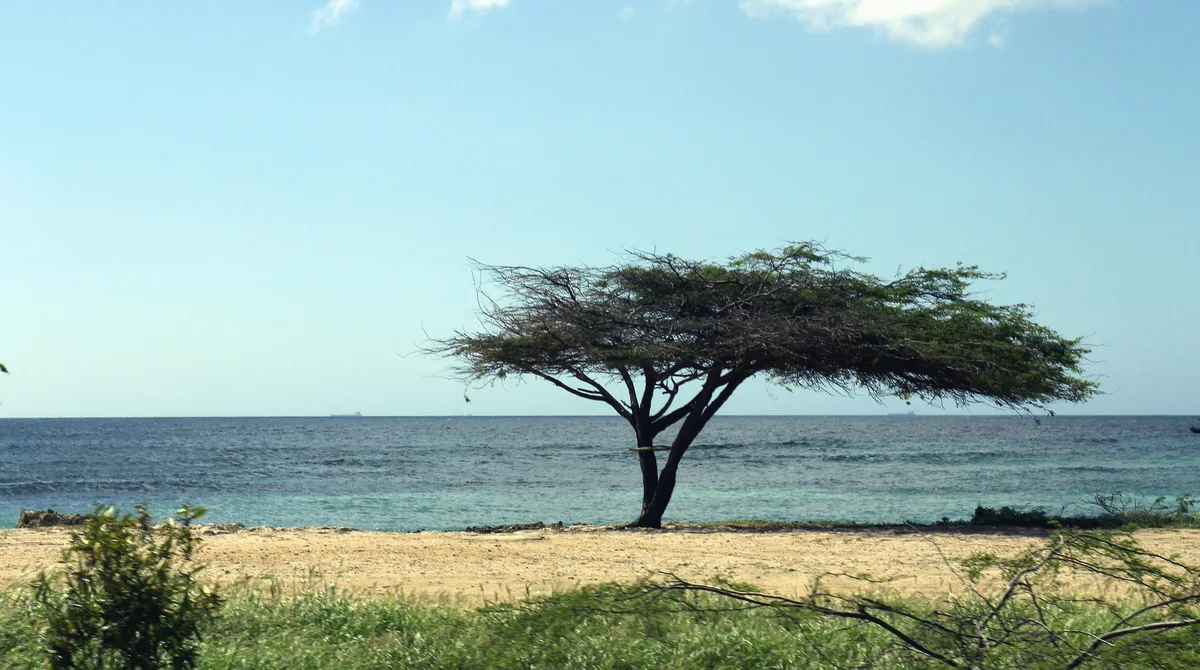 Plage de Malmok, Noord, Lesser Antilles, Aruba — 6