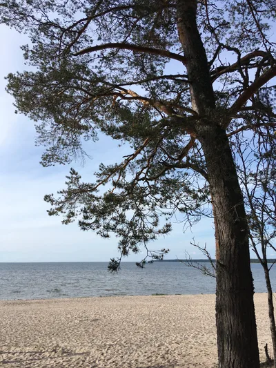 Võsu Beach