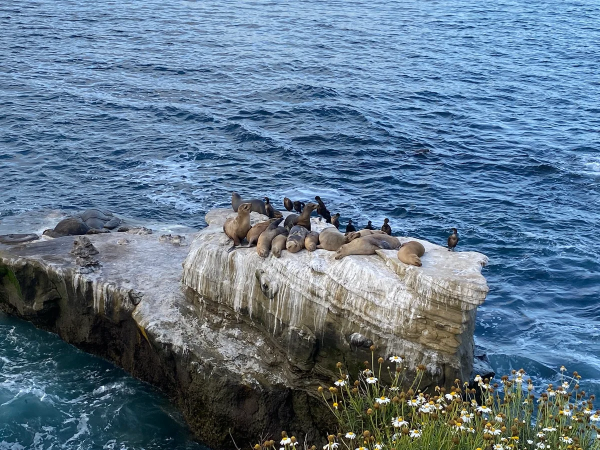La Jolla Cove, San Diego, California Coast, États-Unis — 5