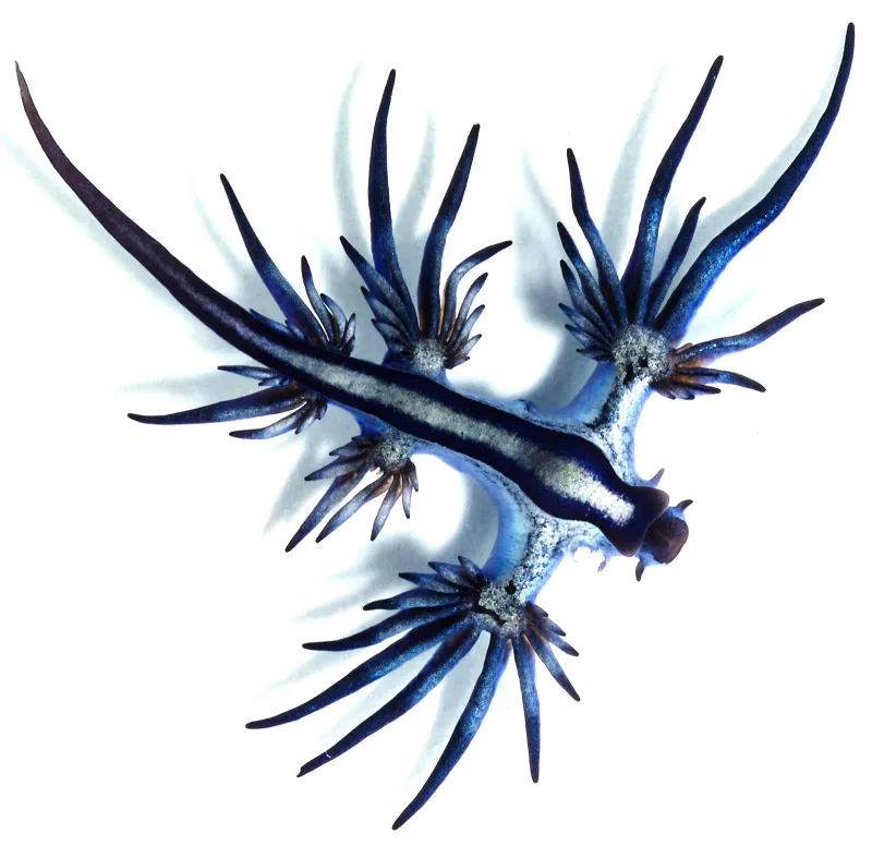 The Blue Dragon on Spain’s Beaches: Why a 4 cm Creature Is Closing Coastlines