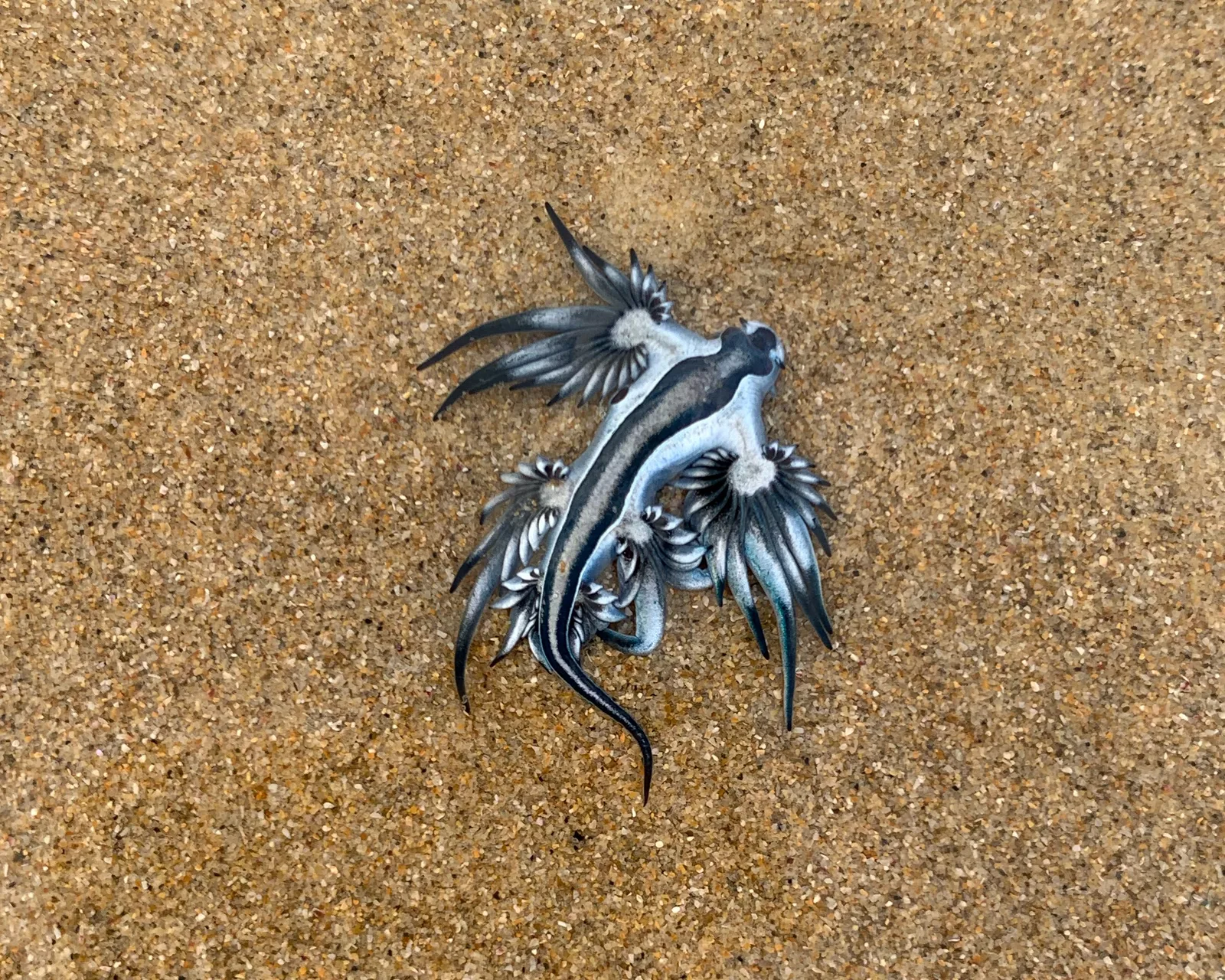A blue dragon showing its blue-and-silver countershading, its cerata branching like fingers