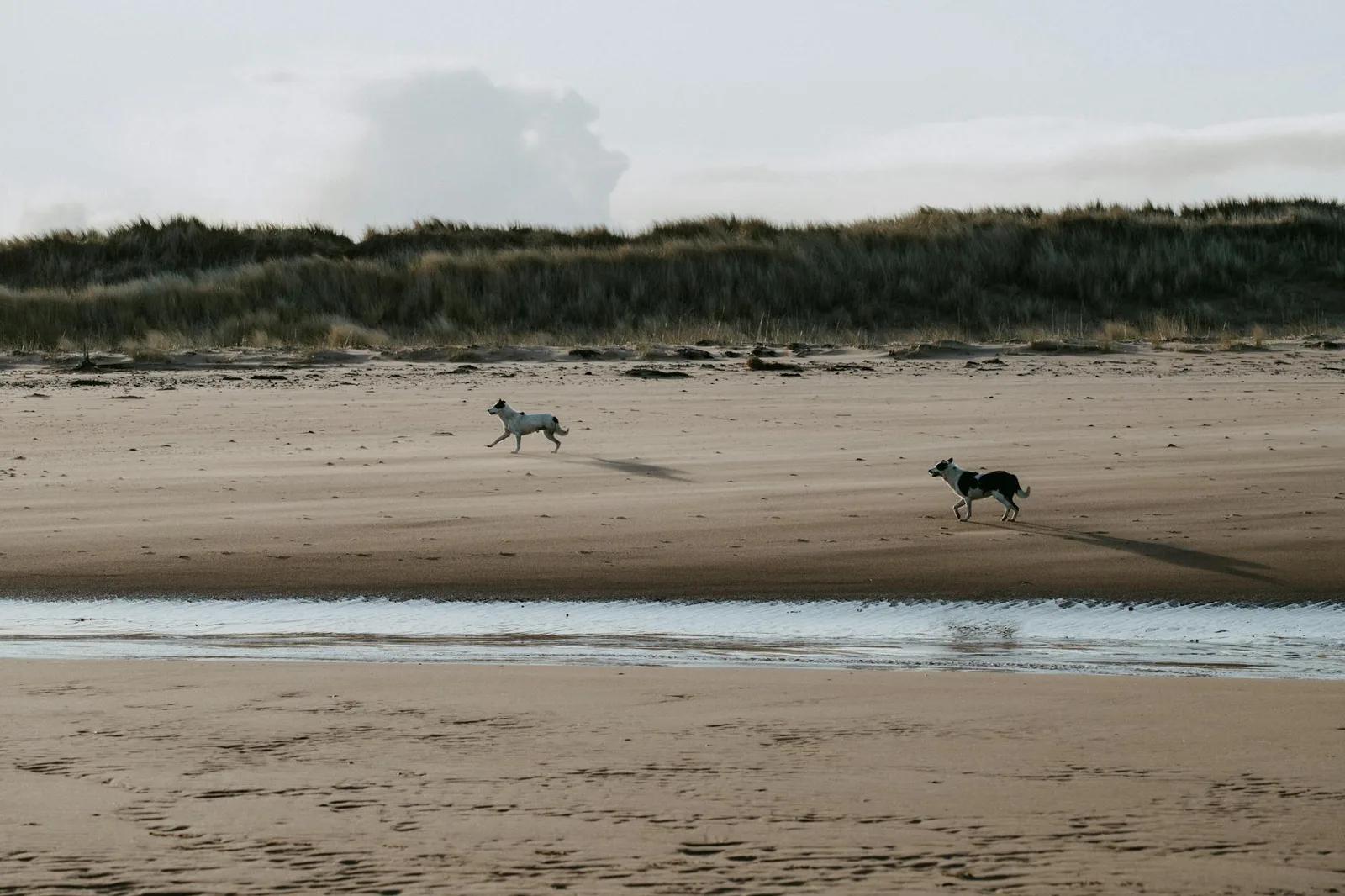 Two dogs happily running on a scenic Scottish beach, capturing a peaceful moment in nature.
