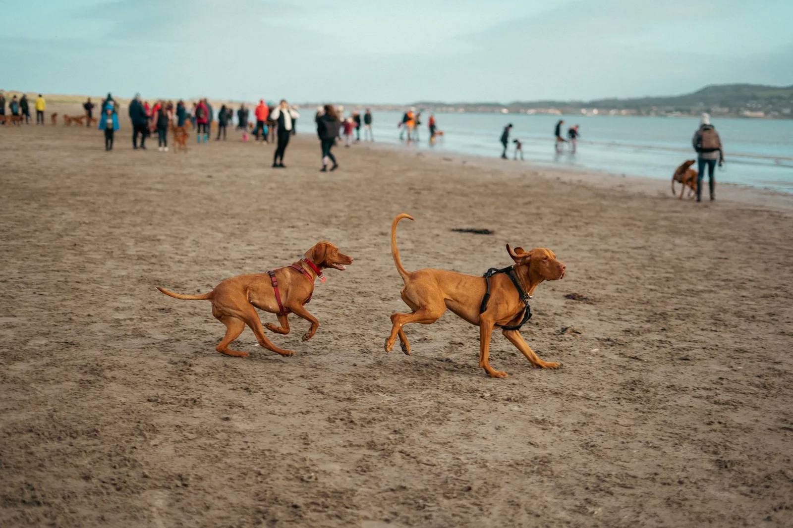 Two energetic dogs run playfully on a busy beach in Ireland, surrounded by people enjoying the day.