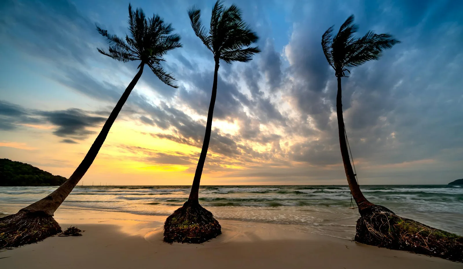 Palm trees at the beach during sunset, with a vibrant sky and calm sea waves.