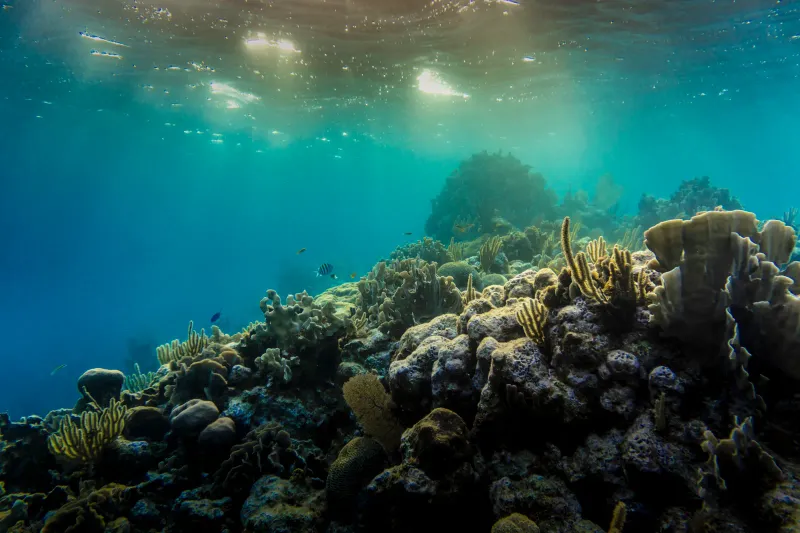 Snorkelling: The Complete Guide