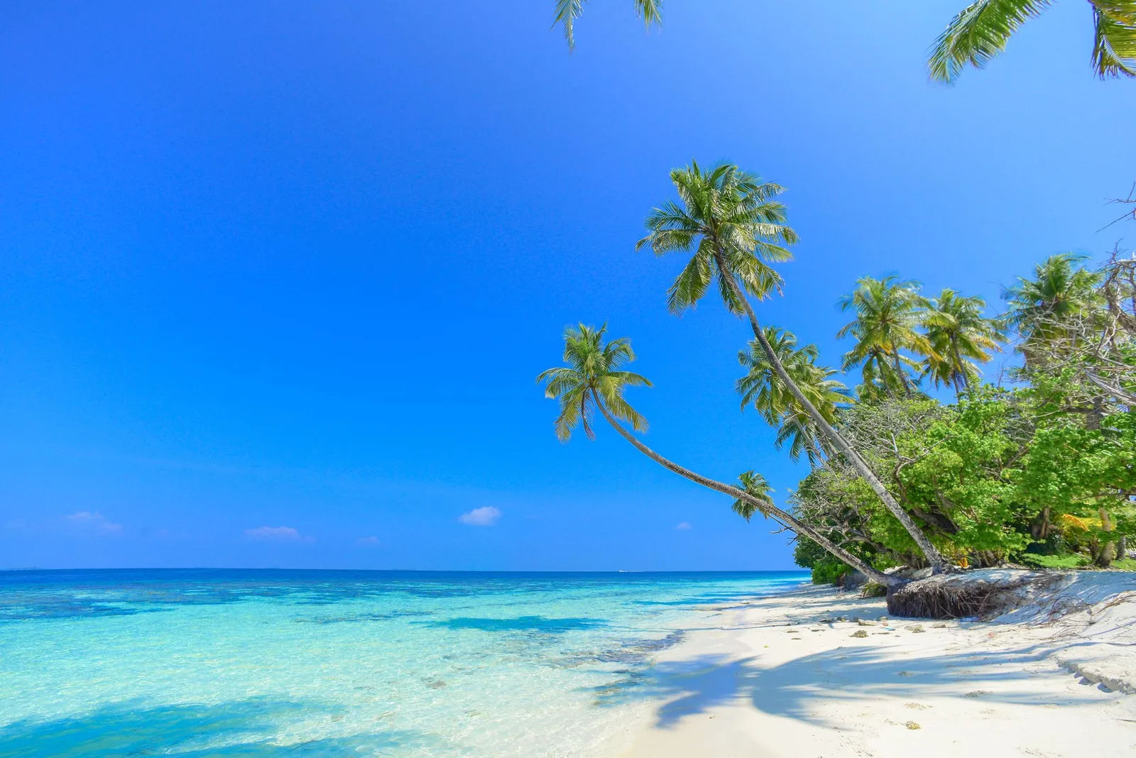 A serene beach scene with palm trees under a clear blue sky, perfect for a tropical getaway.