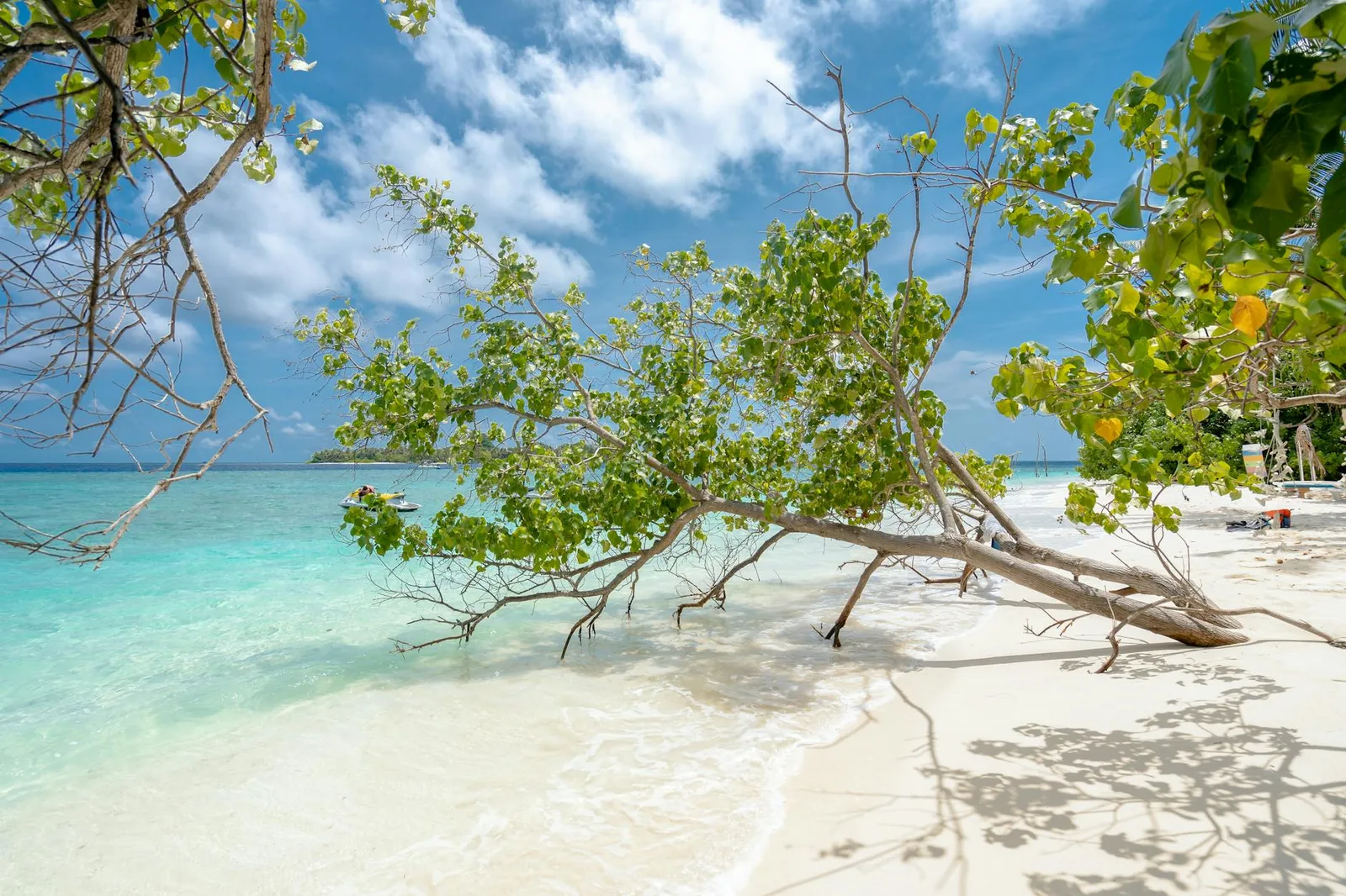 A serene tropical beach with turquoise waters and a leaning tree under a blue sky.